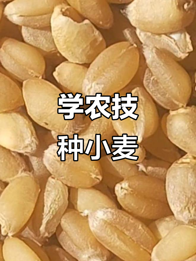 小麦种植的方法