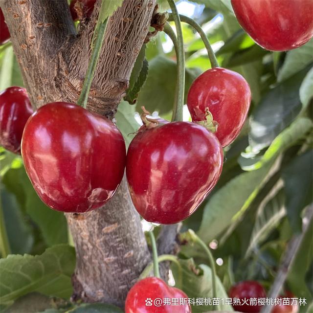 布鲁克斯樱桃有什么特色